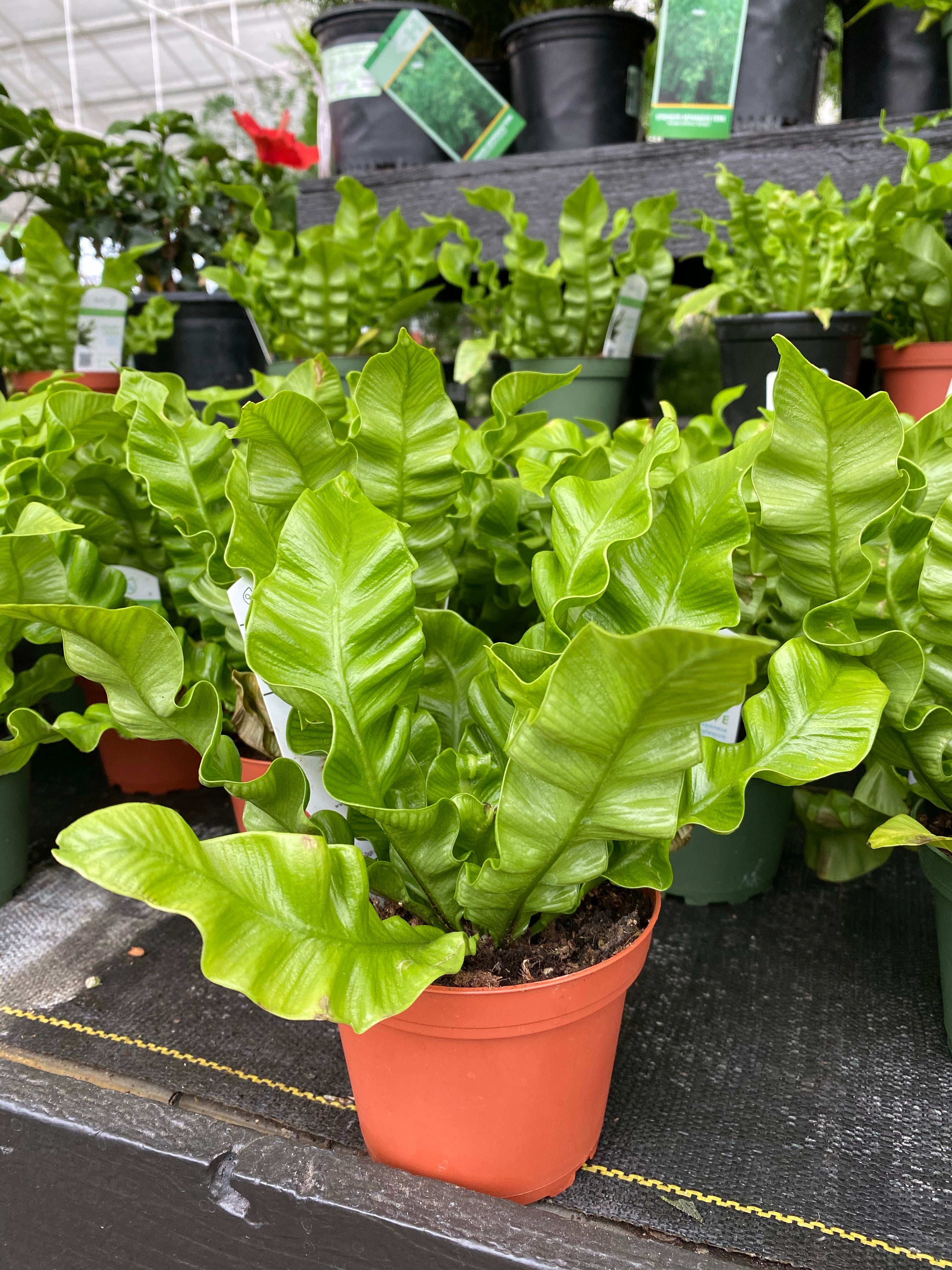 Asplenium Crispy Wave 4"